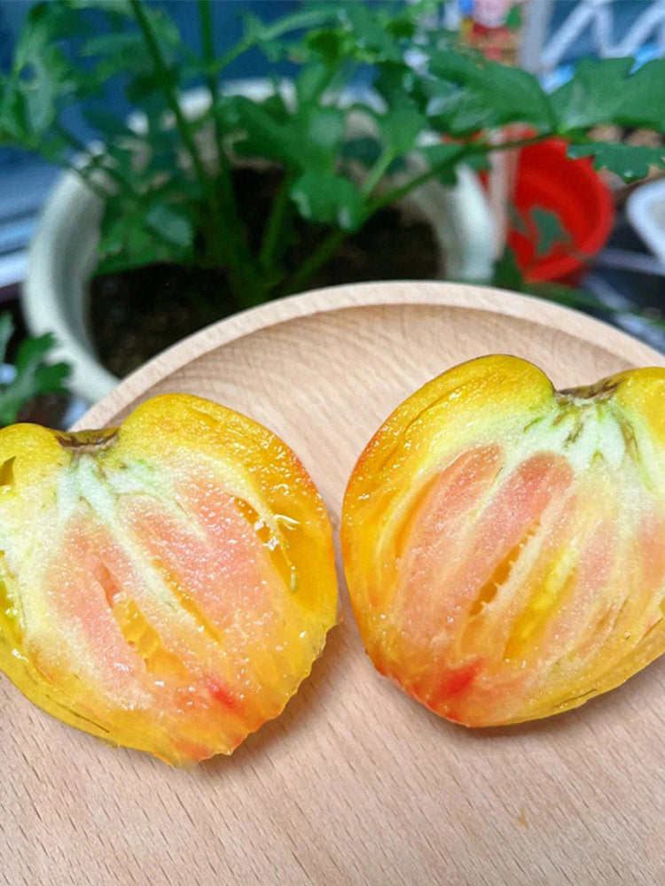 VT-16 Yellow Heart with Nose F2 Tomatoes