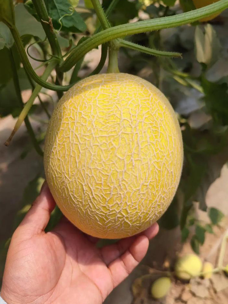 Super Early Honey Melon