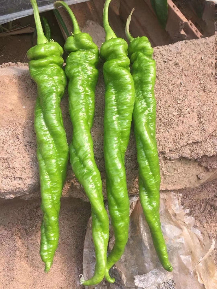 Qinglong Spiral Peppers
