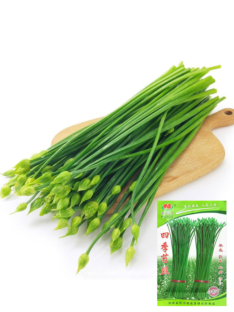 All-Season Garlic Chive Stalk