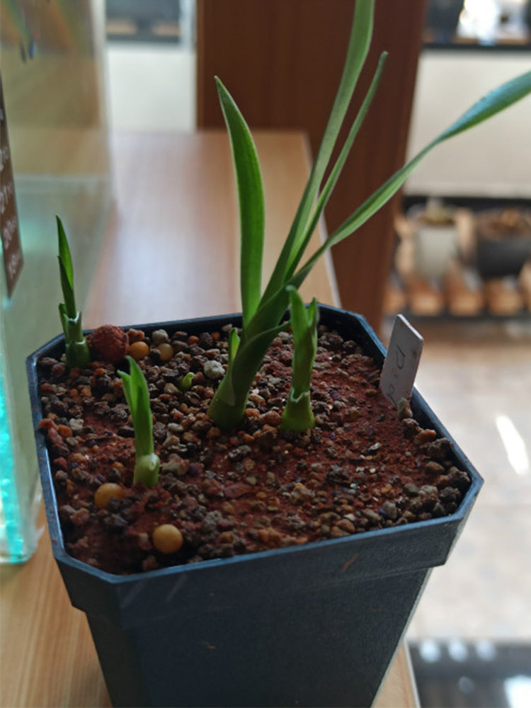 Canary Islands Dragon Tree (Dracaena draco)