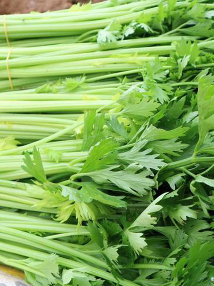 Michelin Fruit Celery