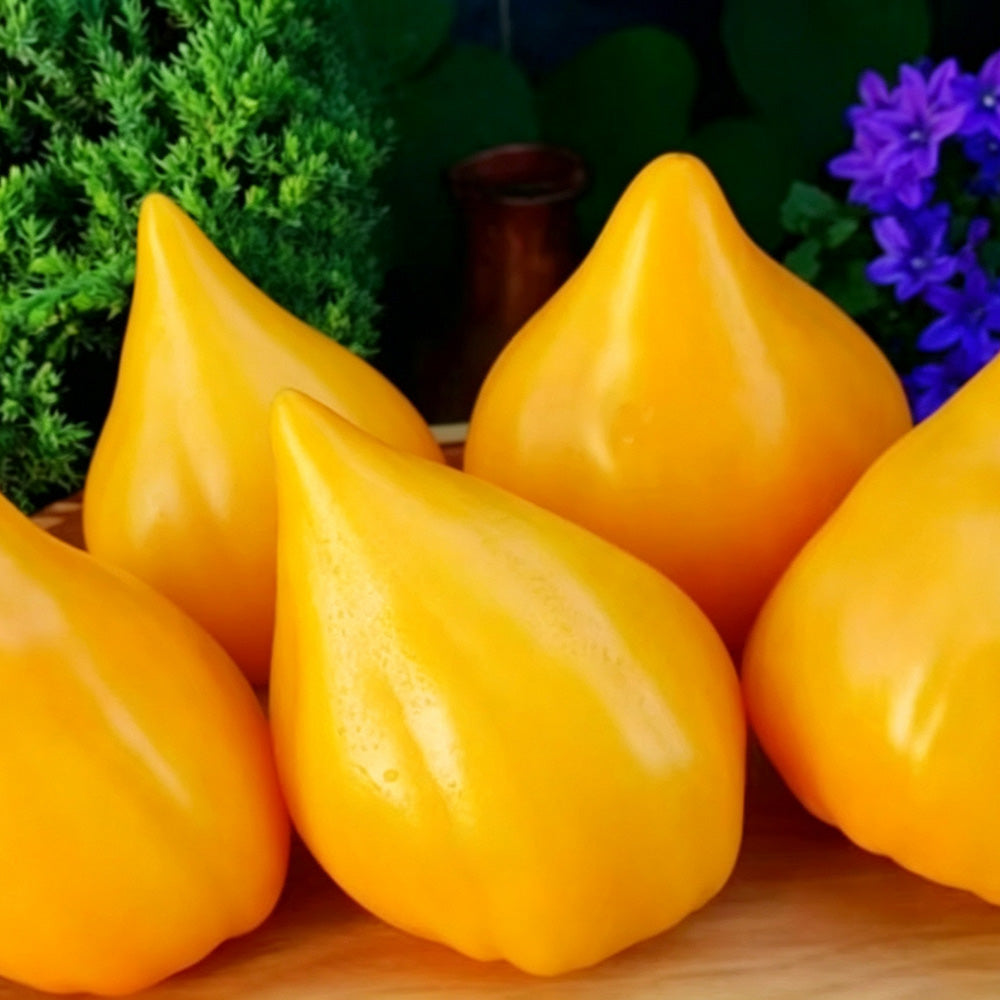 Bellfarm® 585 Zailiyskiy Alatau Yellow Tomato Seeds – MUCIAKIE