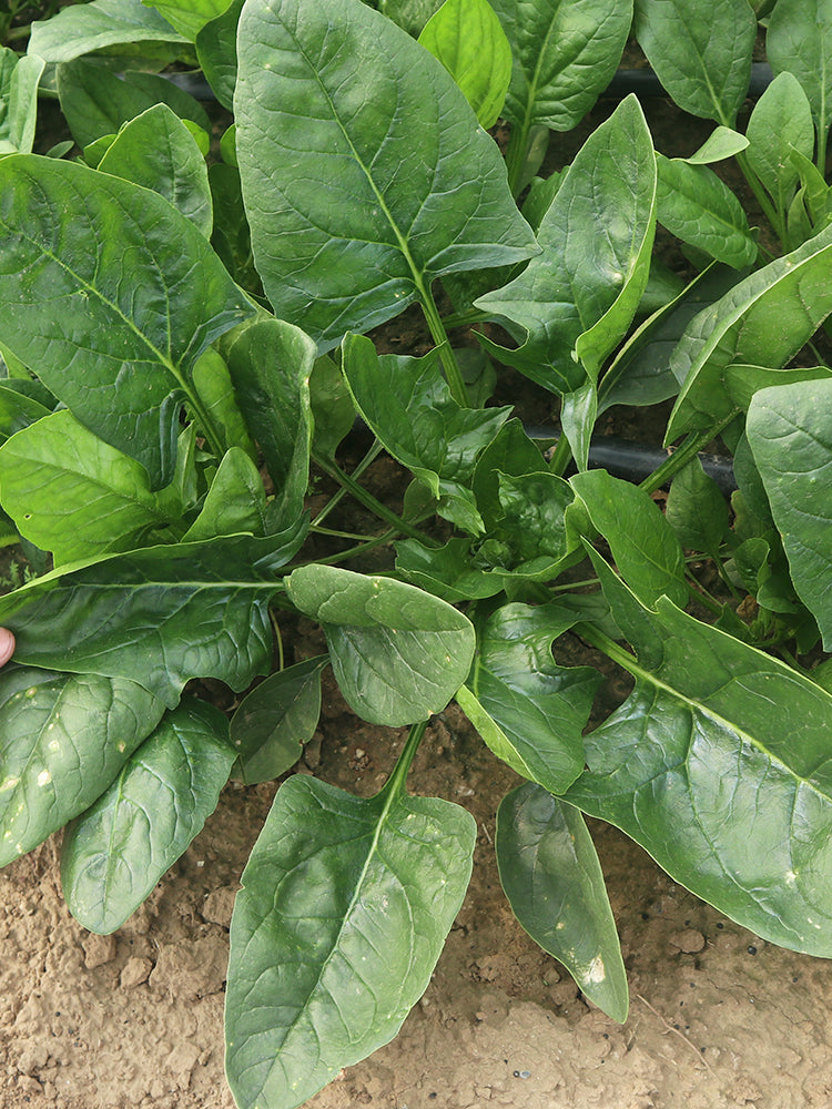 'Heat-Tolerant King' Spinach