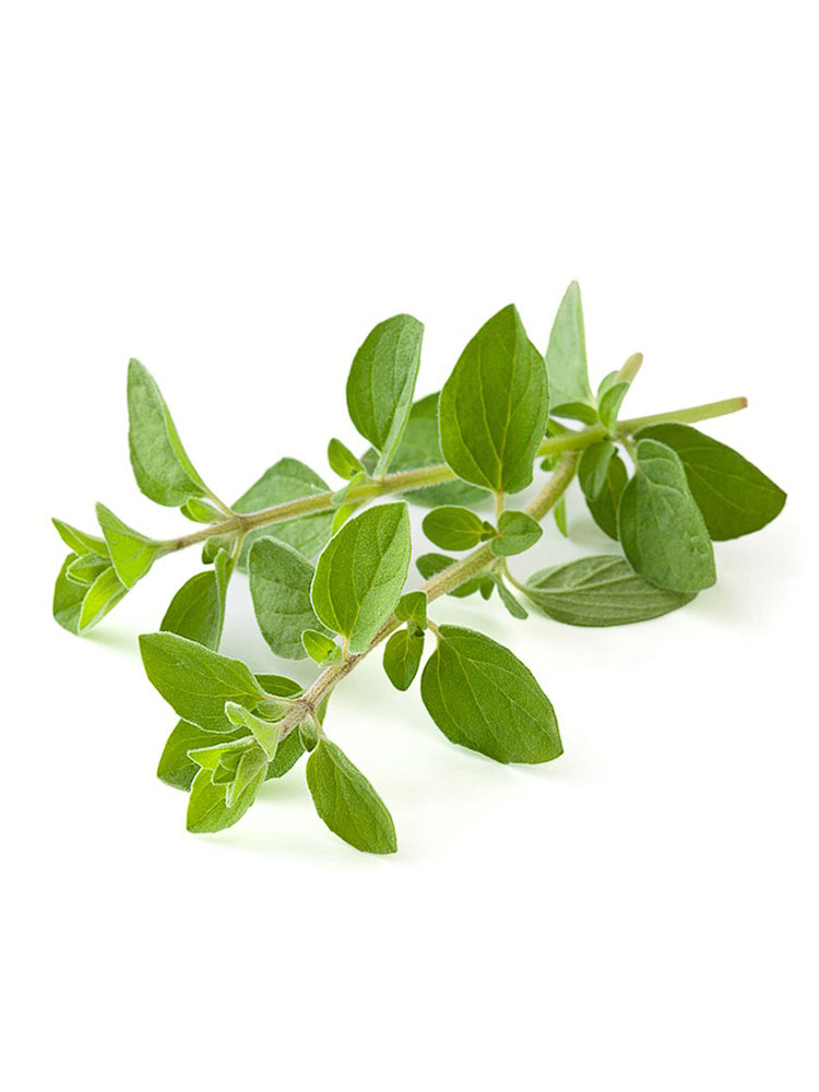 American Sweet Marjoram (Origanum majorana)
