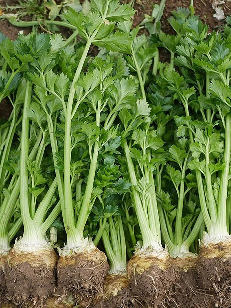 Celeriac 'Giant Prague' (Apium graveolens var. rapaceum)