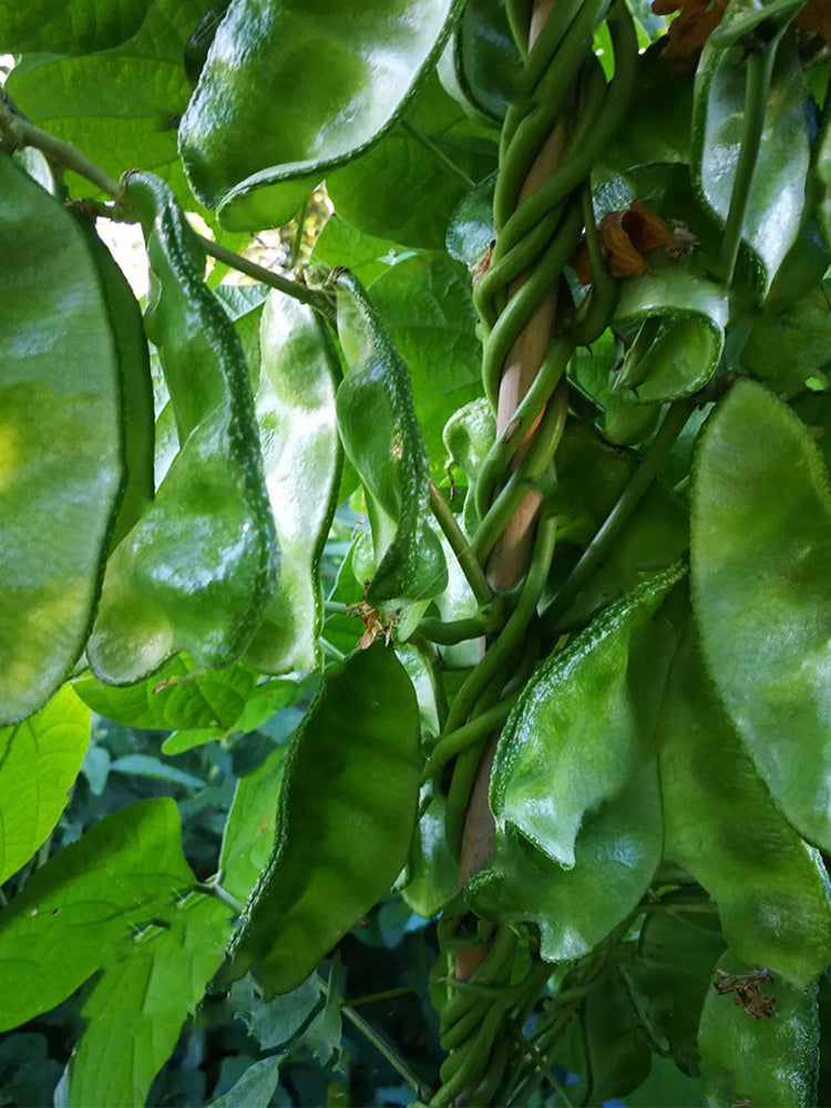 Pig-ear-shaped Hyacinth Bean