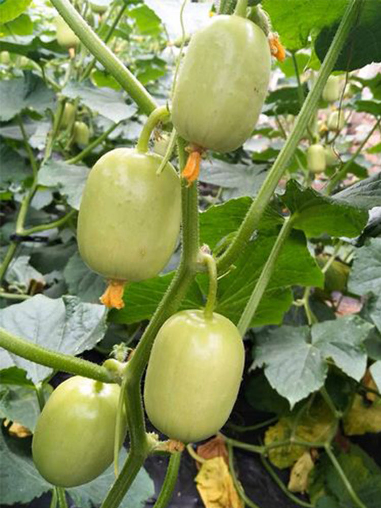 Yunü Mini Fruit Cucumbers