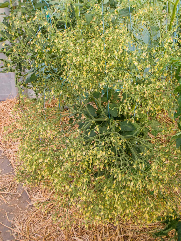 'Mille Fleurs' Tomato