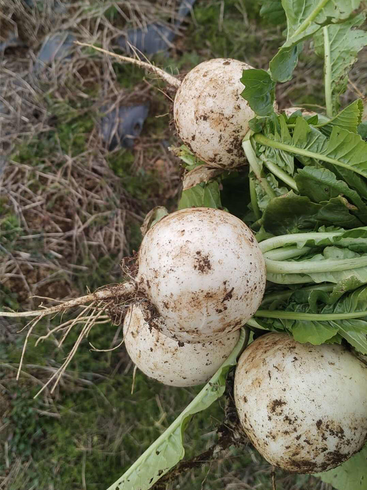 Crystal-clear White Radish