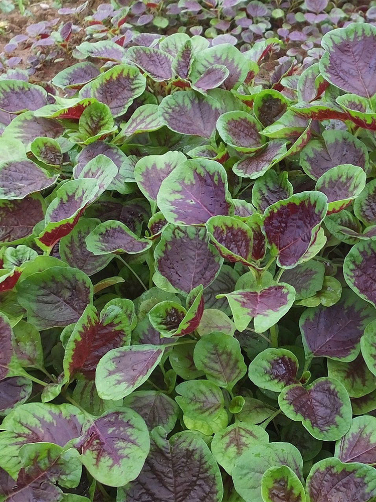 Red-Green Round-leaf Amaranth