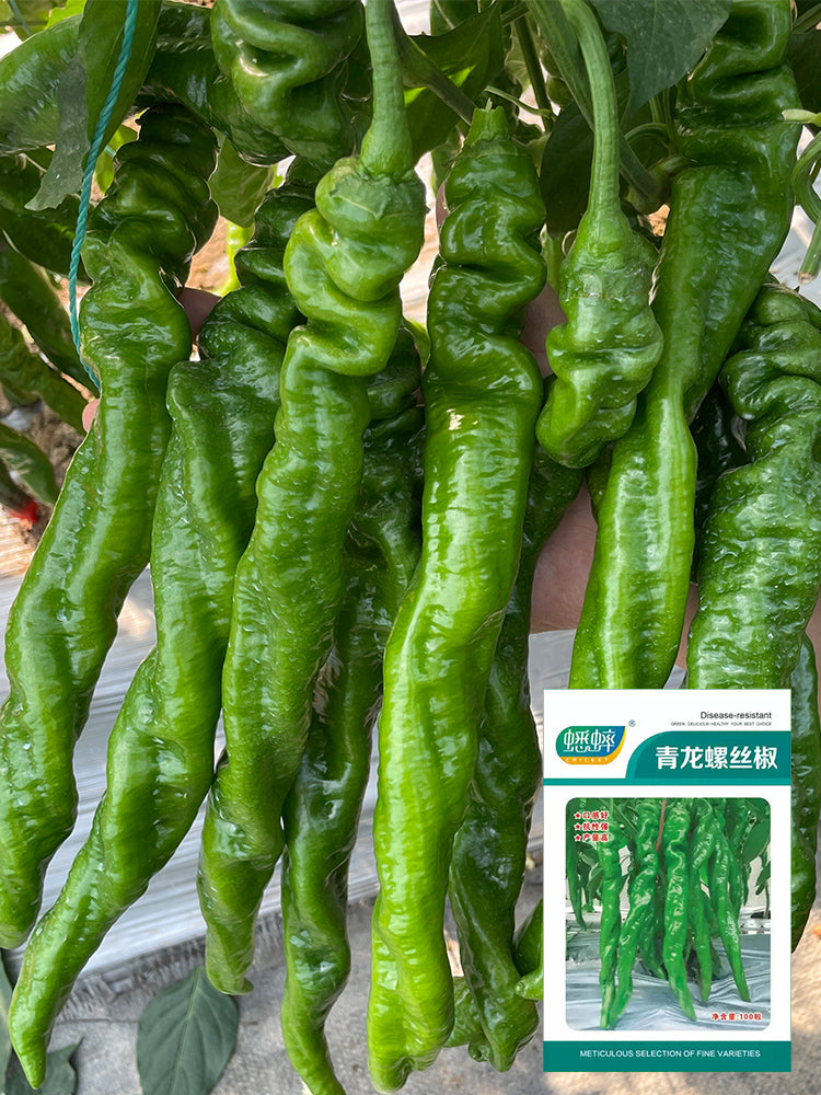 Qinglong Spiral Peppers
