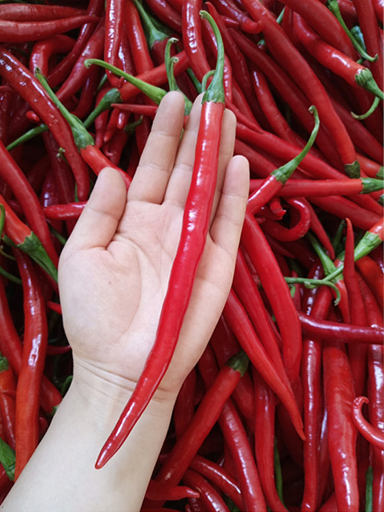 Erjingtiao Pepper