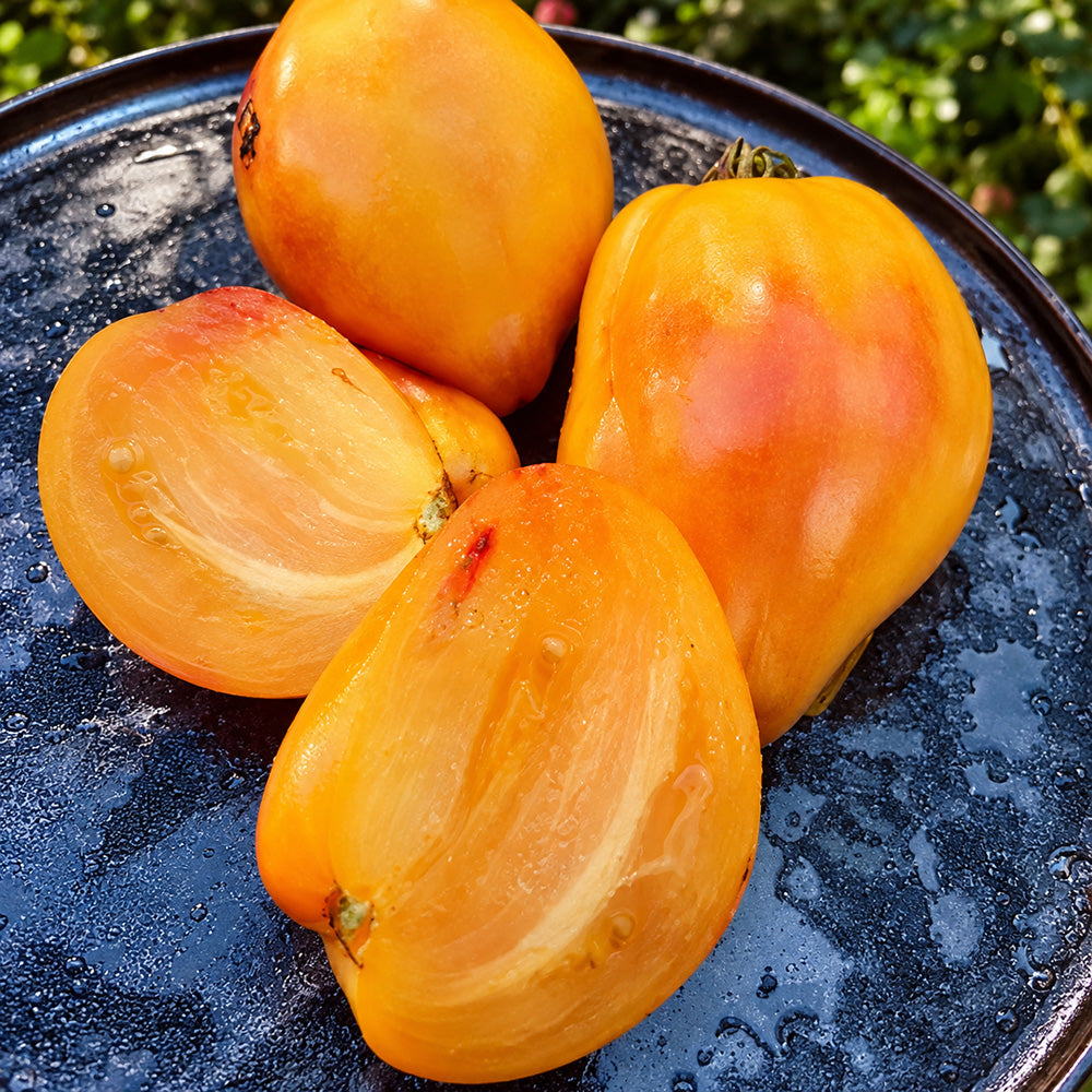 220 Mila Roggie Tomato