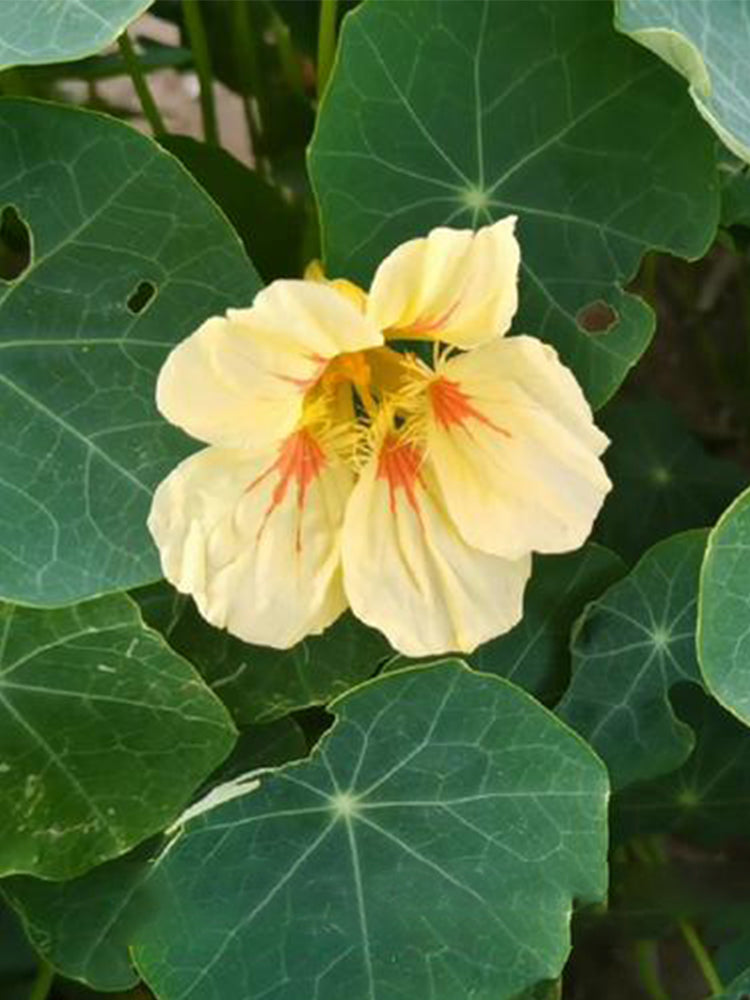 Sunburst' Yellow Nasturtium (Tropaeolum majus)