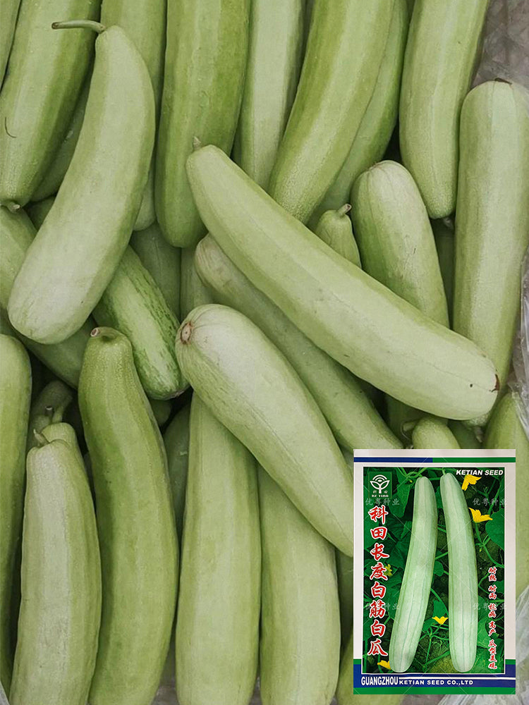 Ketian Brand White-Veined White Melons