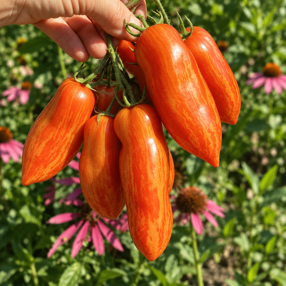 447 Dwarf Pepper Like Striped Tomato