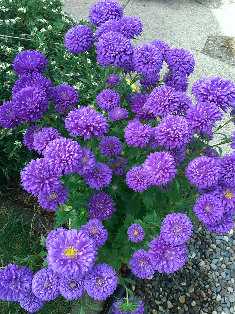 'Maiden Series' Blue China Aster