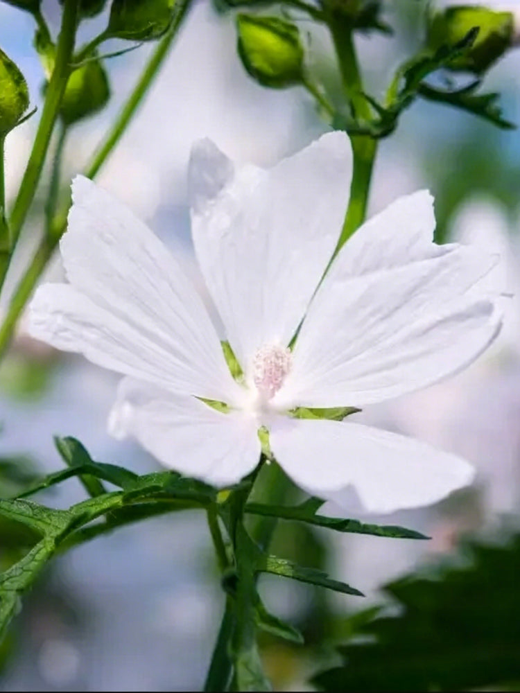 White Flowered Mallow