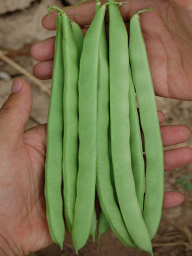 Red-flowered Snap Beans