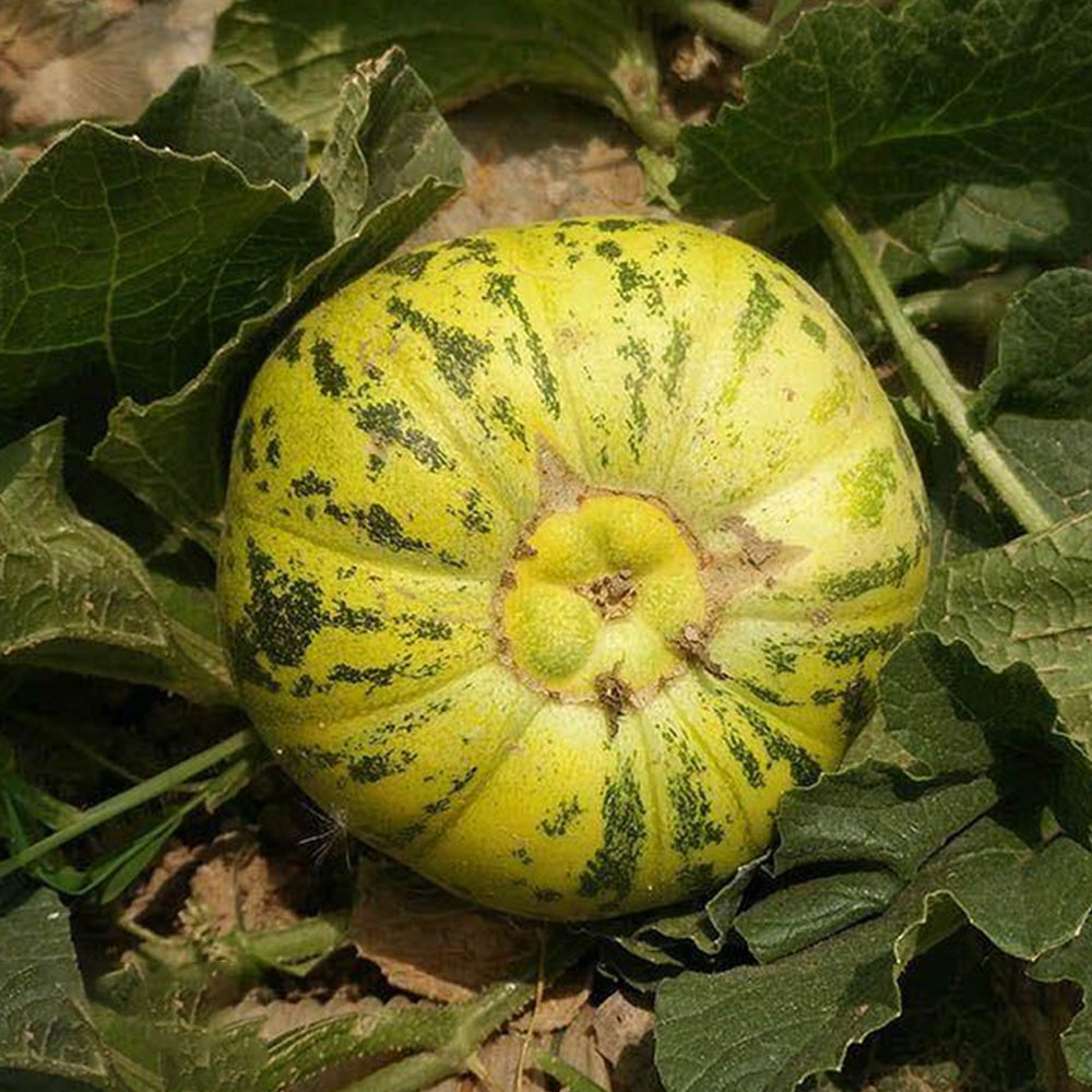5 Bags (50 Seeds / Bag) of 'Flower Fairy' Melon Seeds, Hybrid F1 Aromatic Sweet Melon