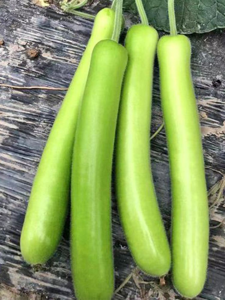 Bottle Gourd (Lagenaria siceraria)