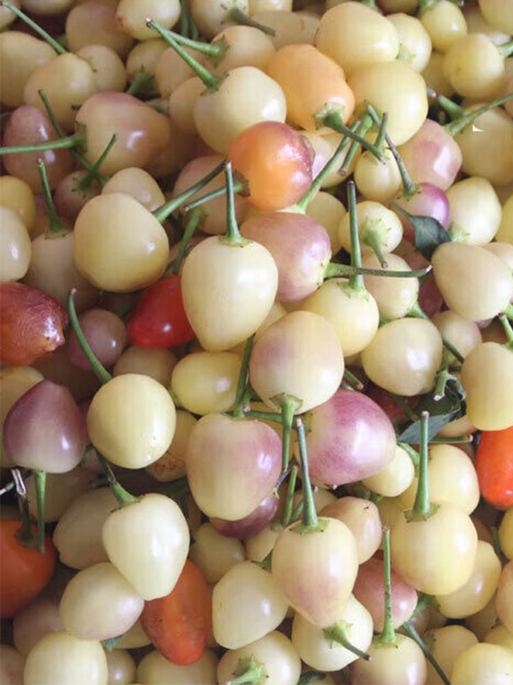 Pearl Multicolored Pepper