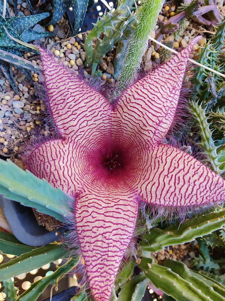 Carrion Flower (Stapelia spp.)