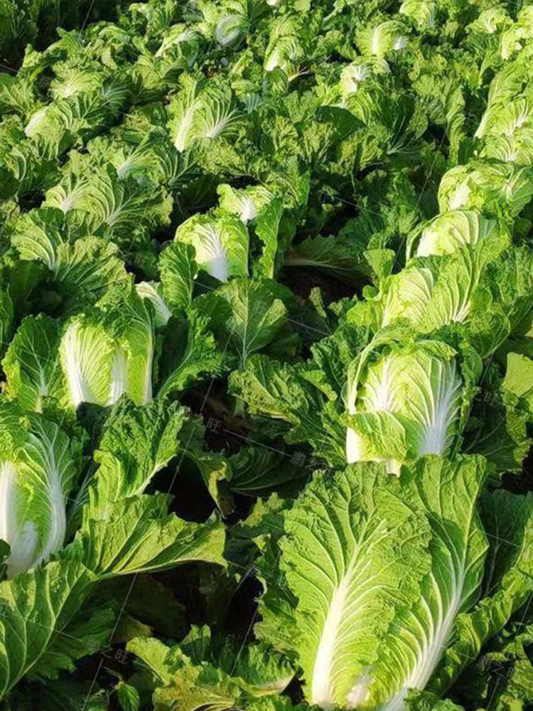 Fengkang 90 Chinese Cabbage