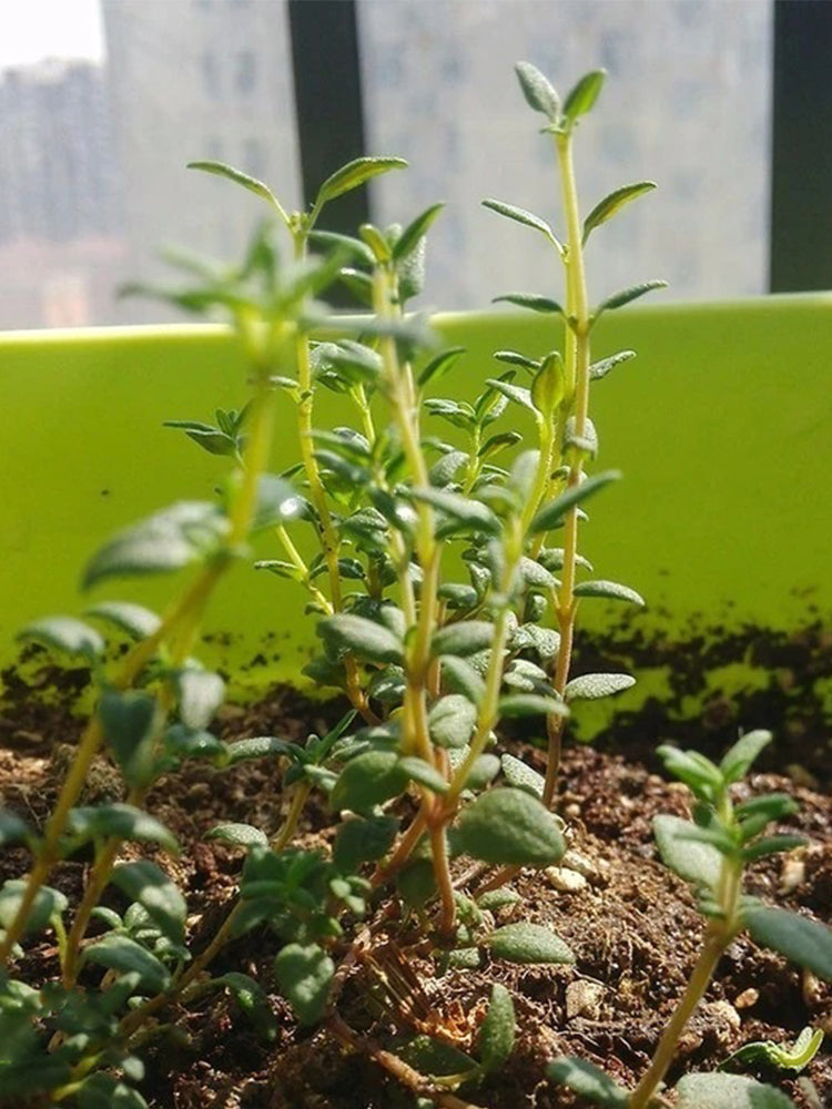 Mongolian Thyme (Thymus mongolicus)