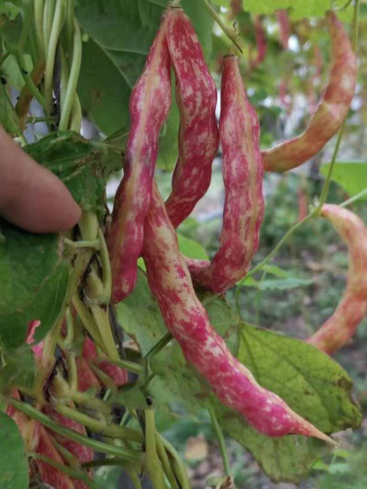 Red Golden Hook Kidney Beans