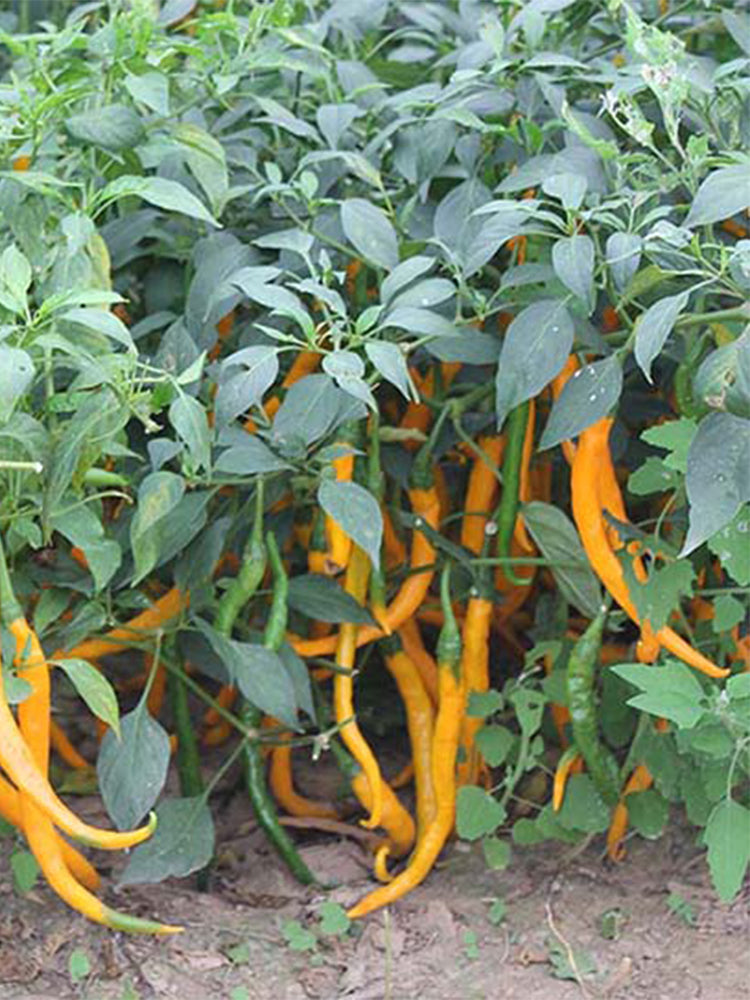 Huangdi Linear Chili Pepper