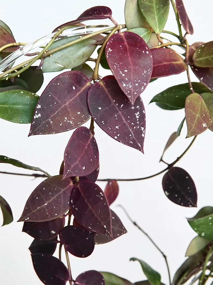 Hoya walliniana 'Dark Leaf Splash' Unrooted Stem Cuttings