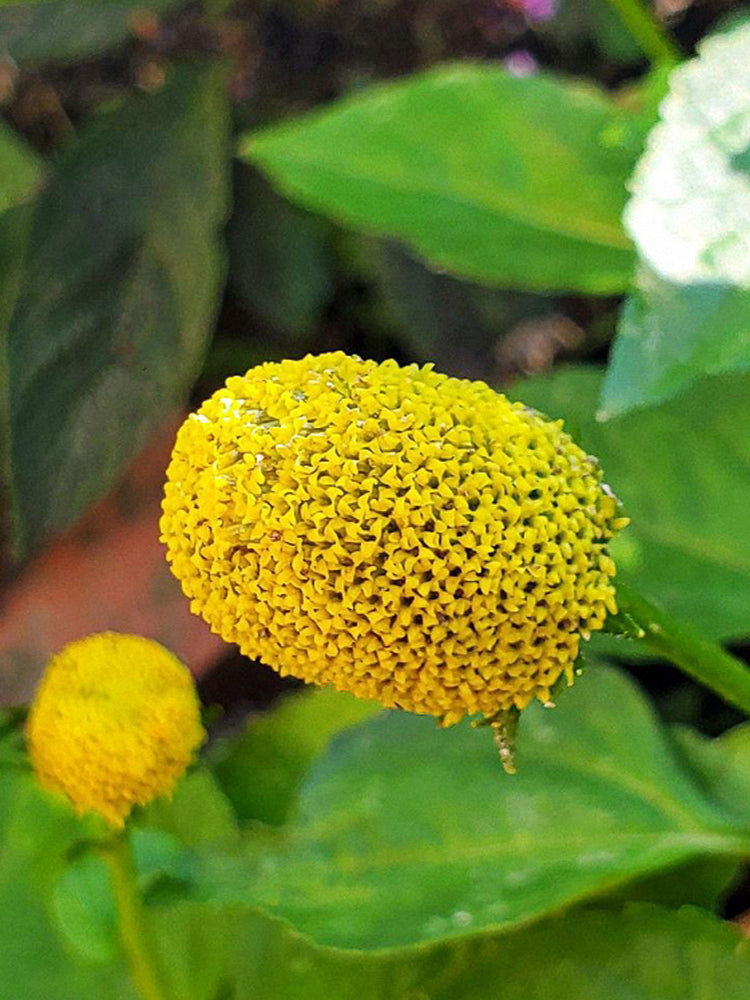 Toothache Plant (Acmella oleracea)