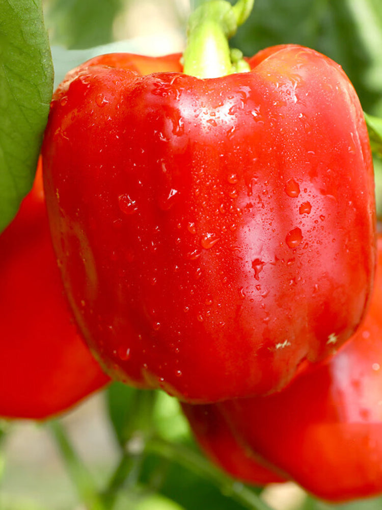 Red Lantern Sweet Pepper