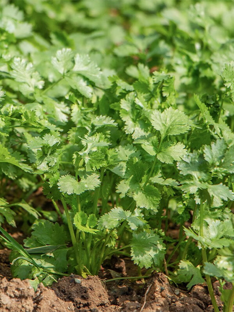 Farmer's Small-Leaf Cilantro