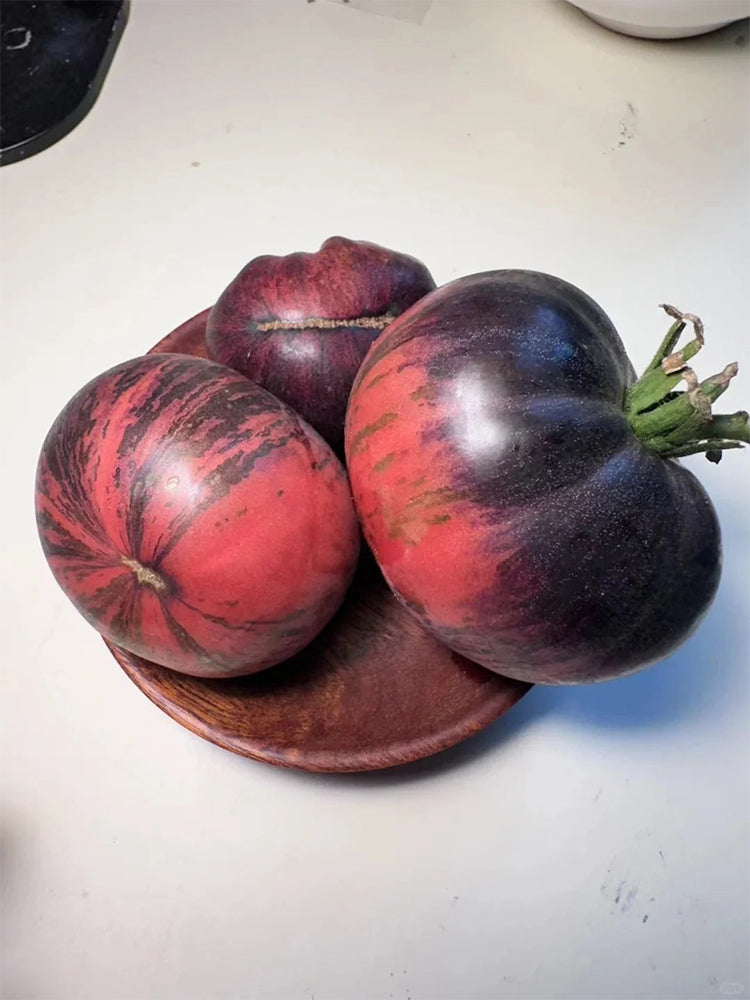 Marsha's Starfighter Beefsteak Hybrid Tomato