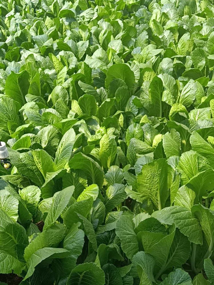 Dwarf Sweet Spring Choi