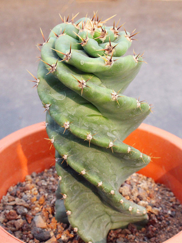 Cereus forbesii 'Spiralis'