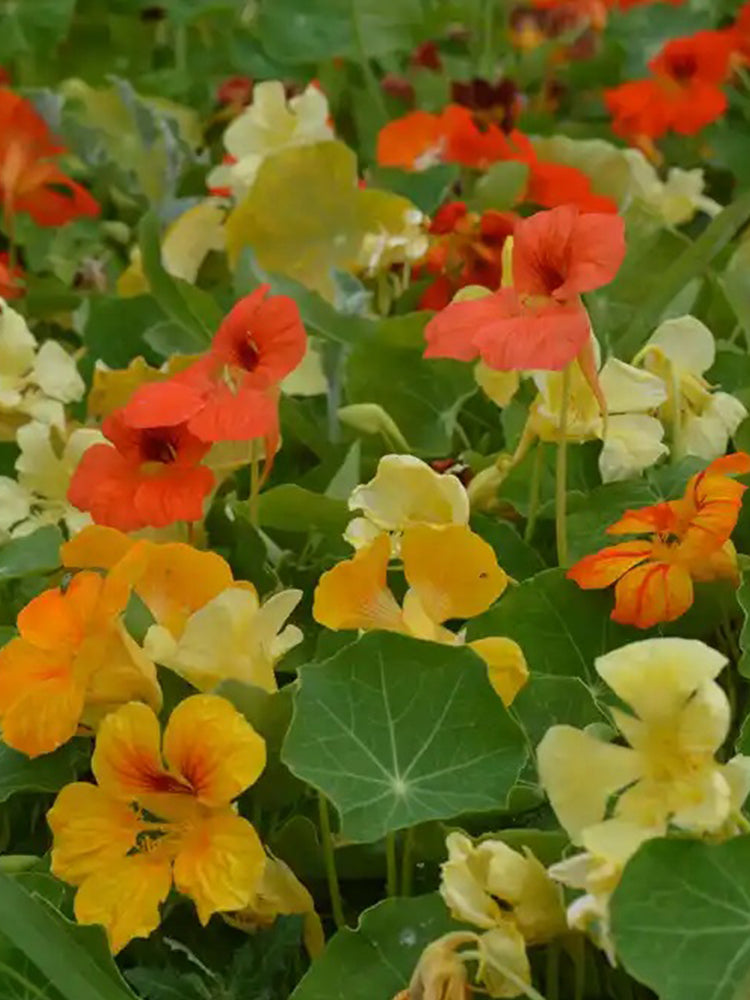 Aurora Nasturtium Mix (Tropaeolum majus)