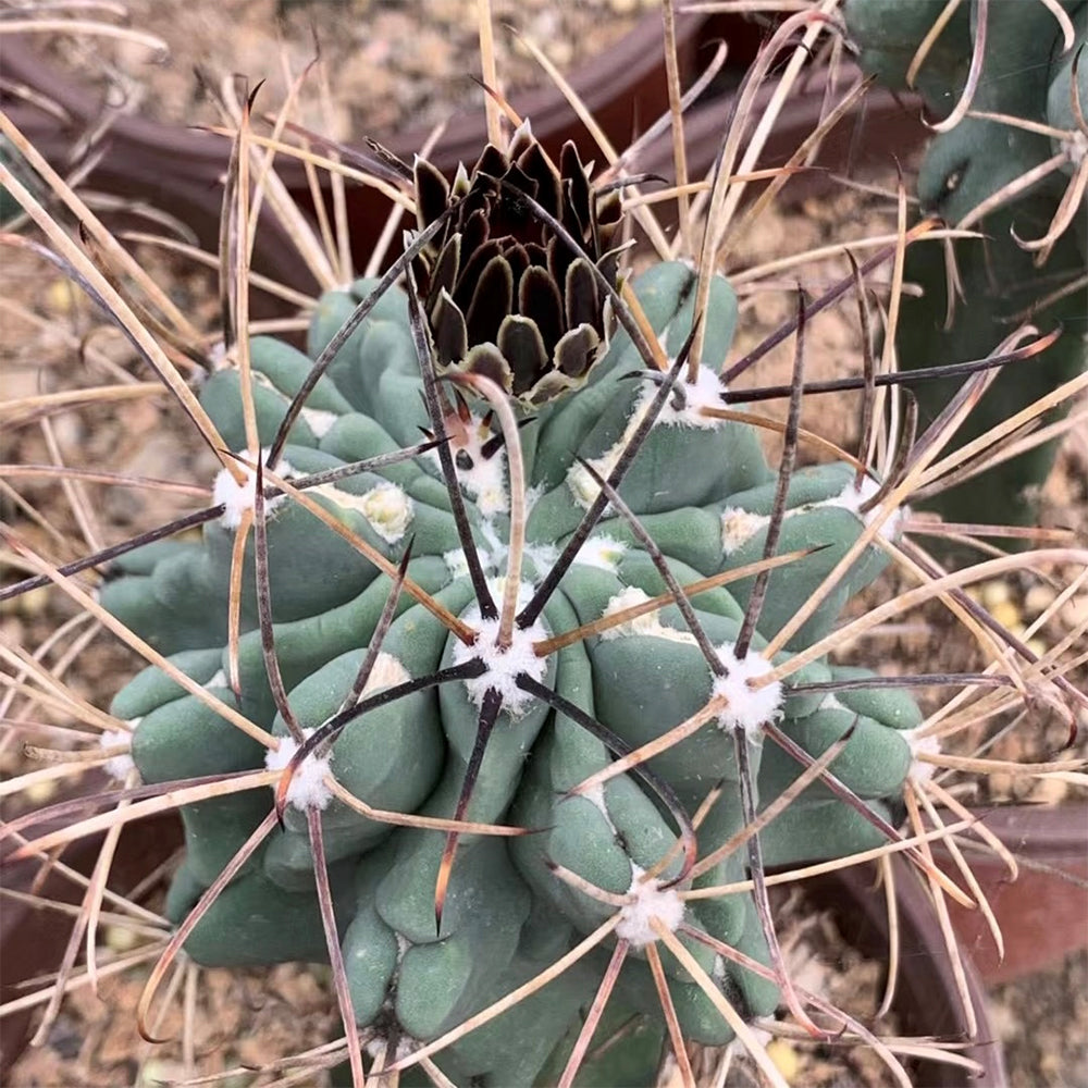 Chihuahuan Fishhook Cactus Seeds, Black Flowers, Sclerocactus uncinatus, Set of 25