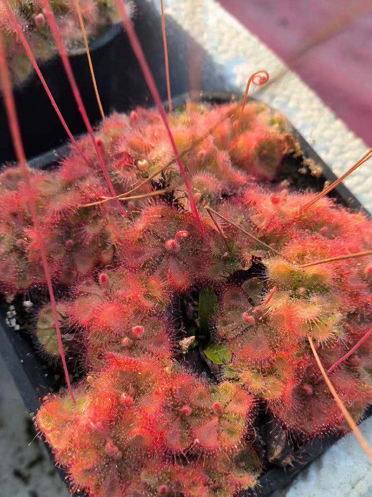 Drosera burmannii 'Humpty Doo'