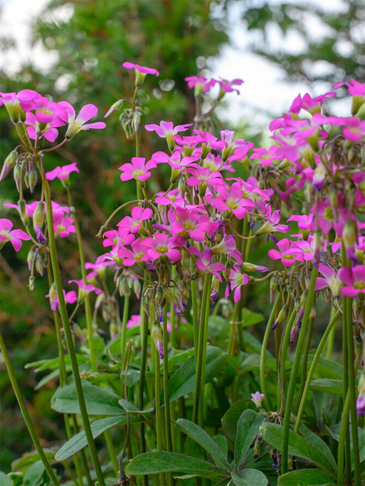 Oxalis lasiandra