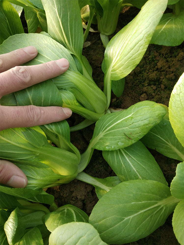 'Hezhiyuan' Shanghai Bok Choy