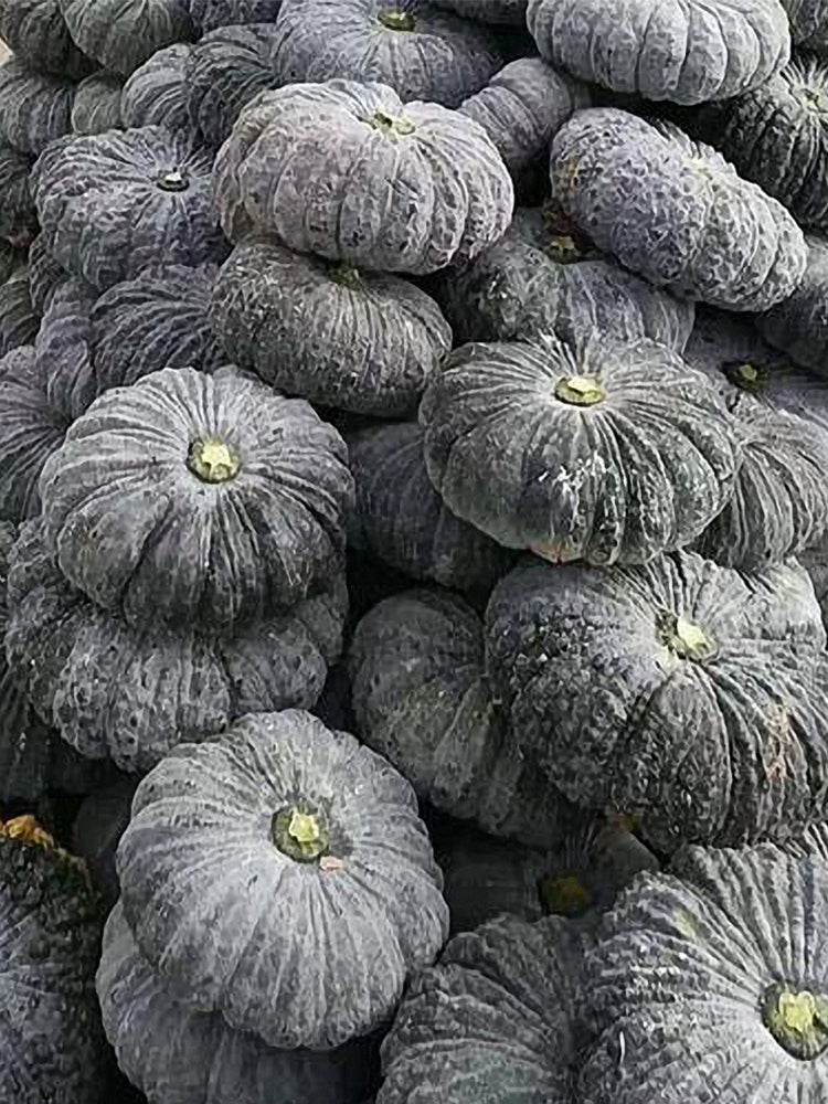 Honey Black No.2 Pumpkin