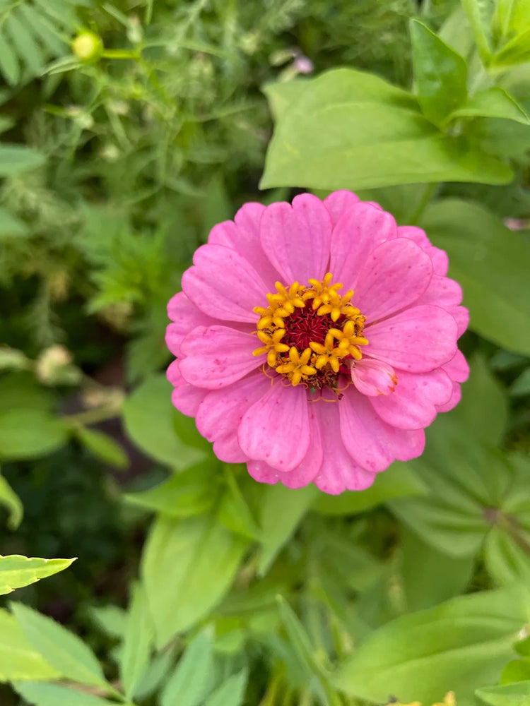 Pink Garden Zinnia