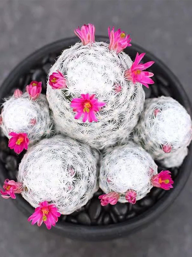 Mammillaria humboldtii