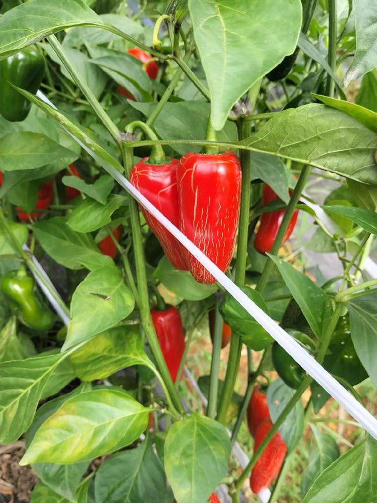 Sausage Pepper