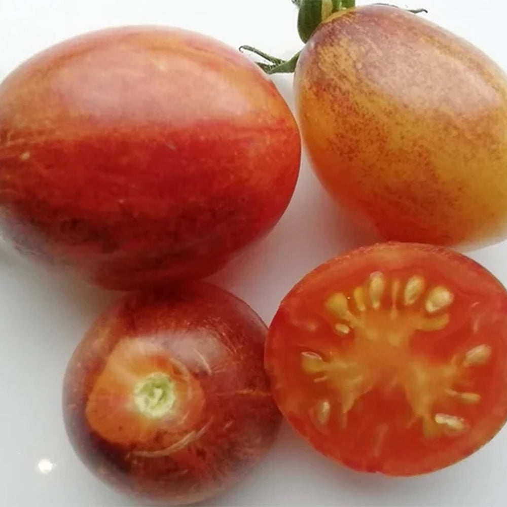 276 Ibiza Experimental Tomato