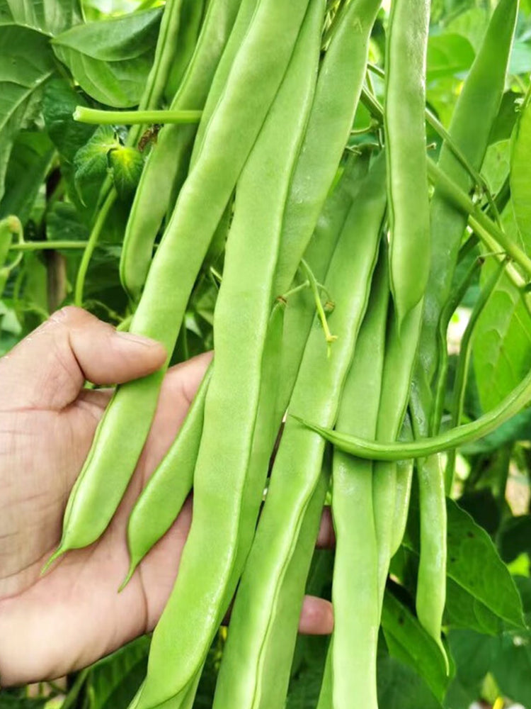 Huajun No.10 Snow Beans